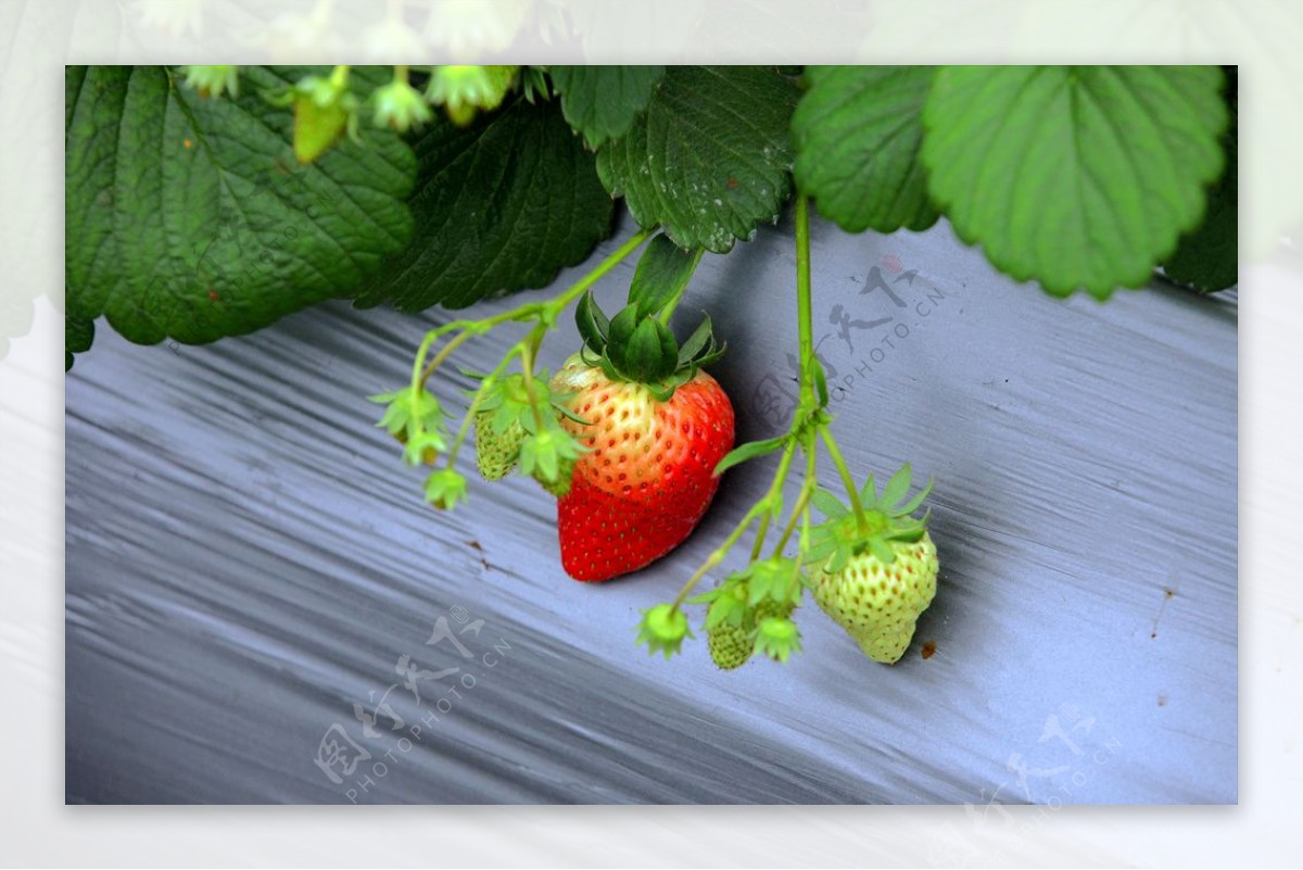 大棚里正在成熟的草莓