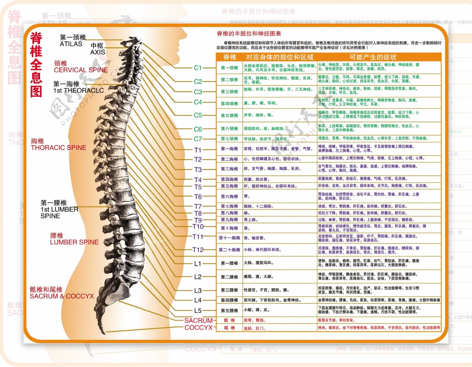 脊柱节段与人体部位的对应图大全，你想要的都在这里 - 知乎