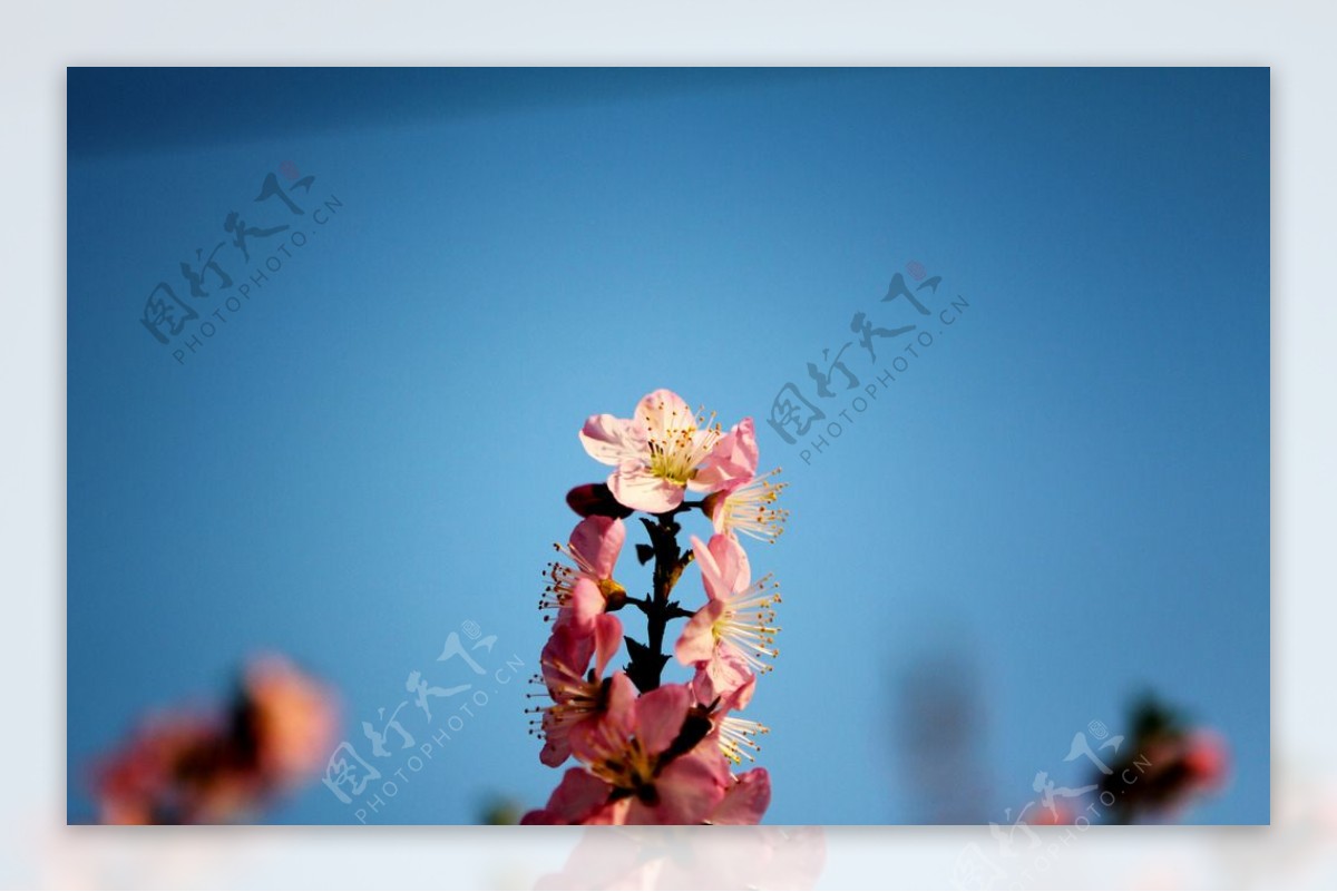 花枝