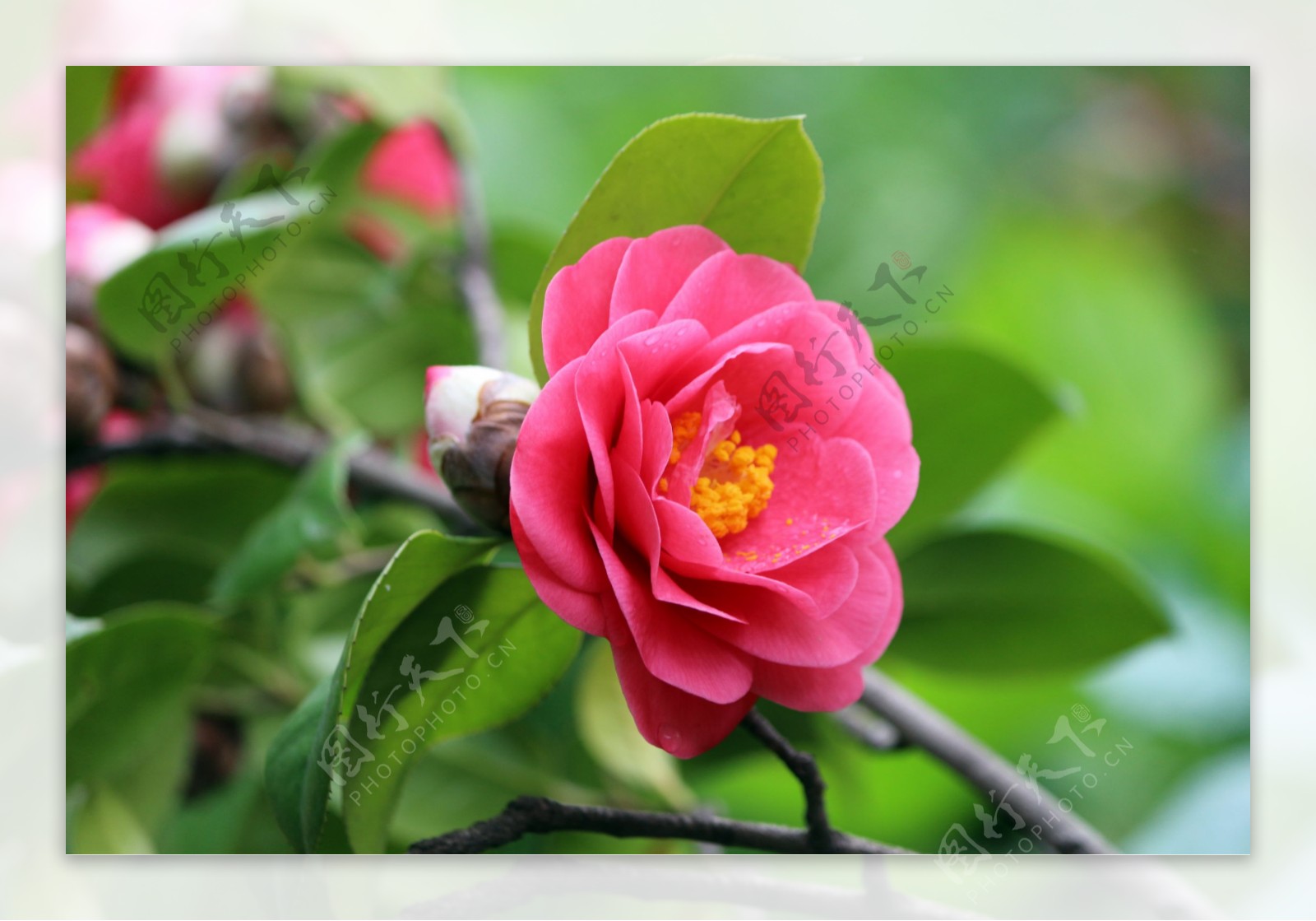 开屏新闻-昆明植物园山茶花竞相绽放，赏花正当时！