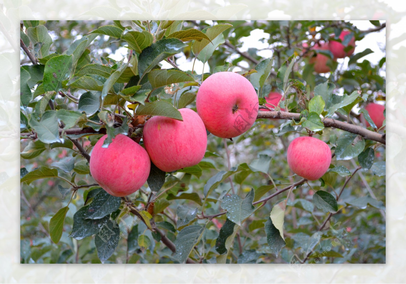 陕西洛川红富士苹果果园