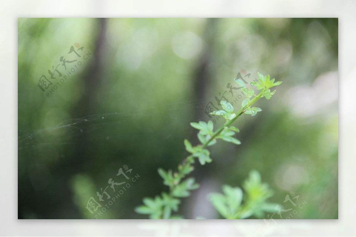 藤本植物