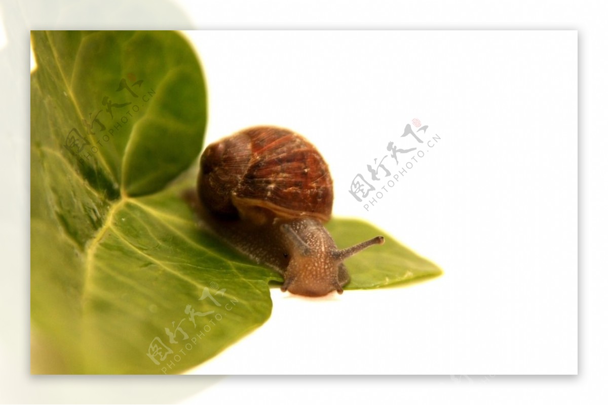 叶布朗蜗牛的微距摄影