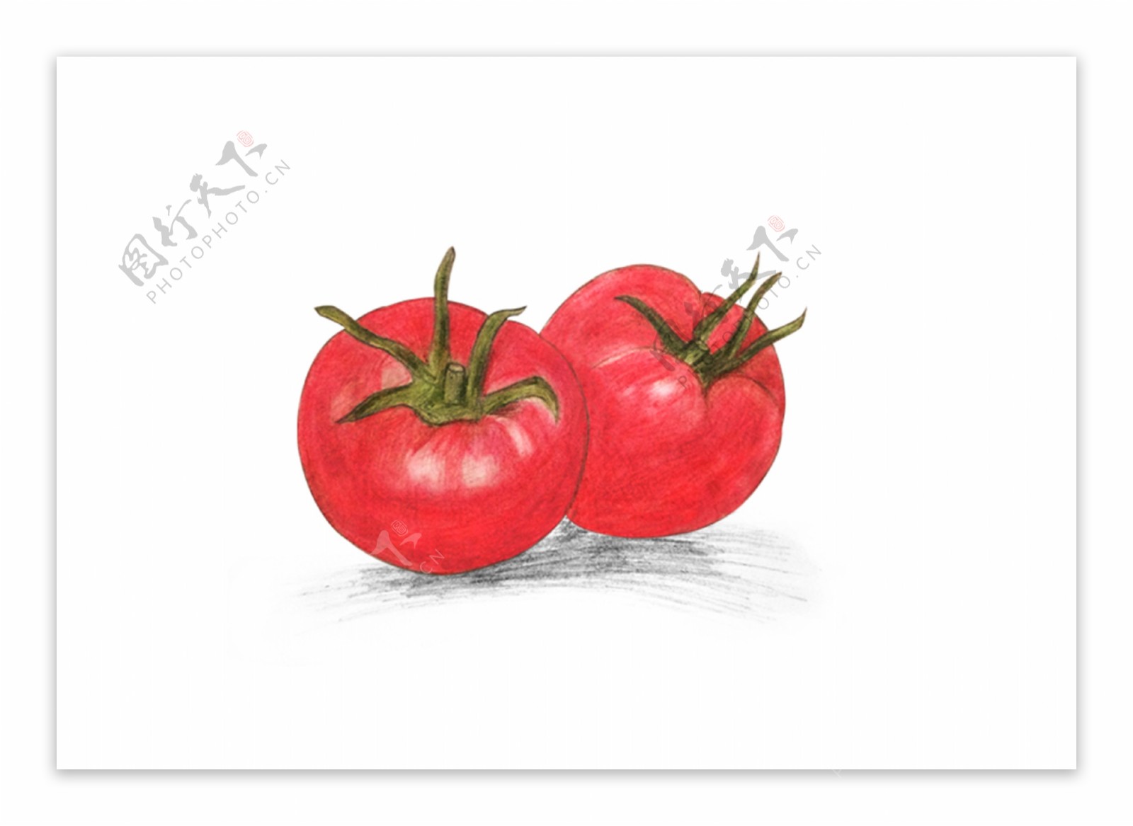 彩铅手绘番茄