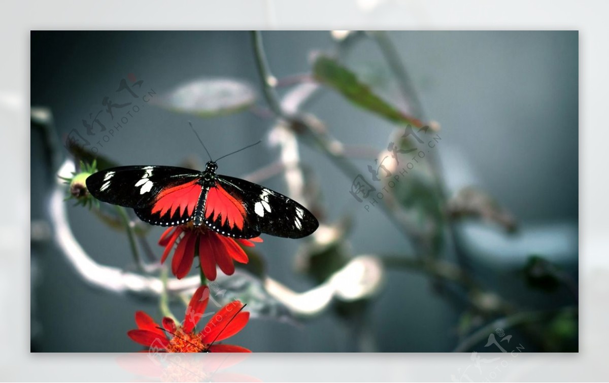 红花彩色蝴蝶