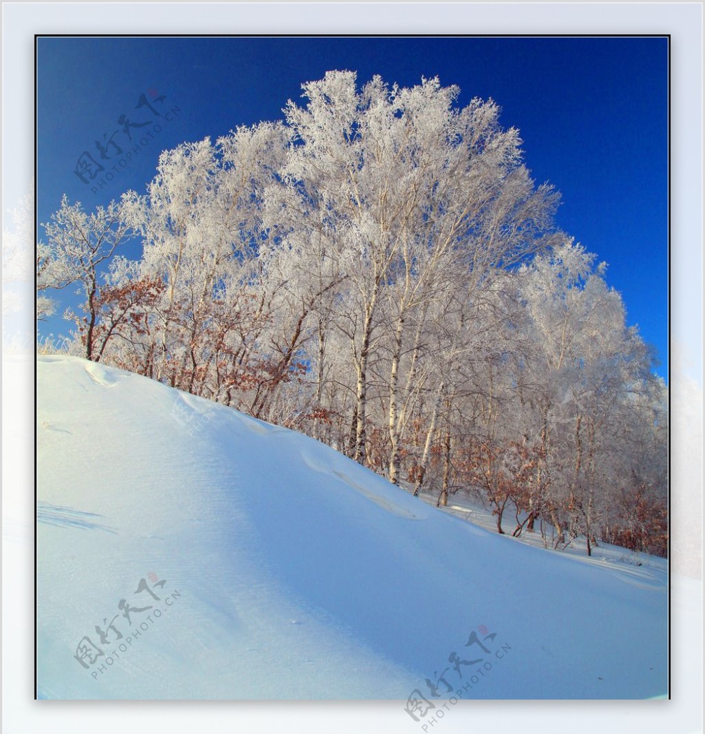 雪野白桦