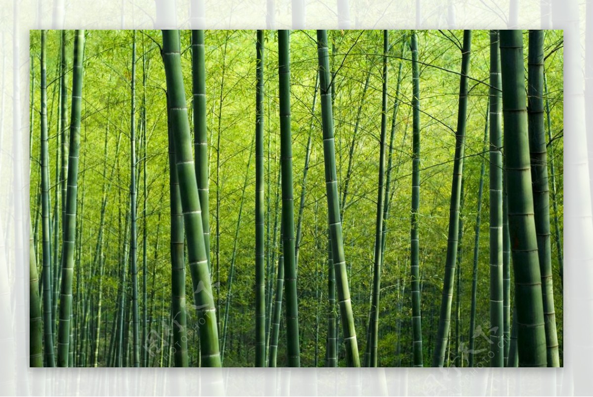 竹子竹林景色高清