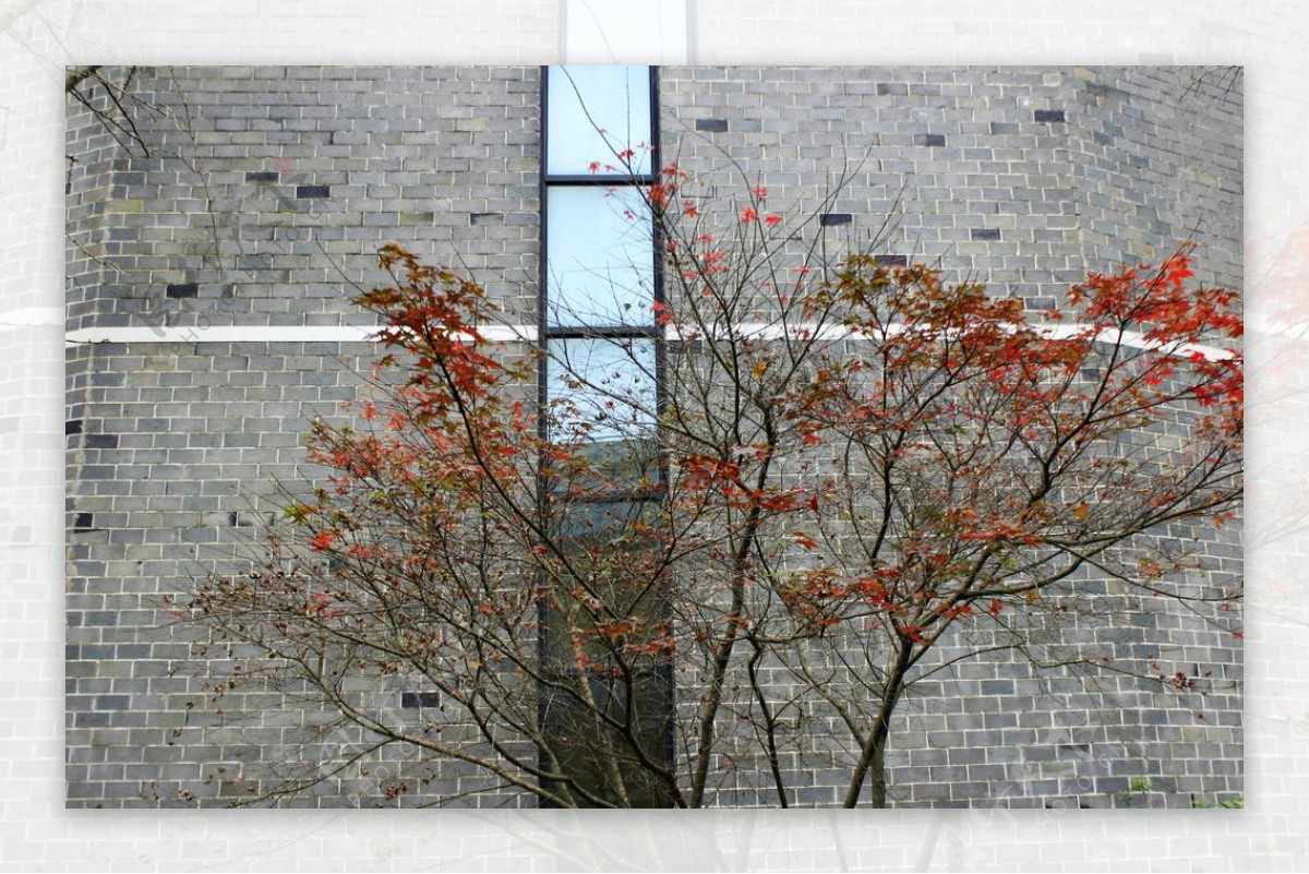 青砖墙枫树