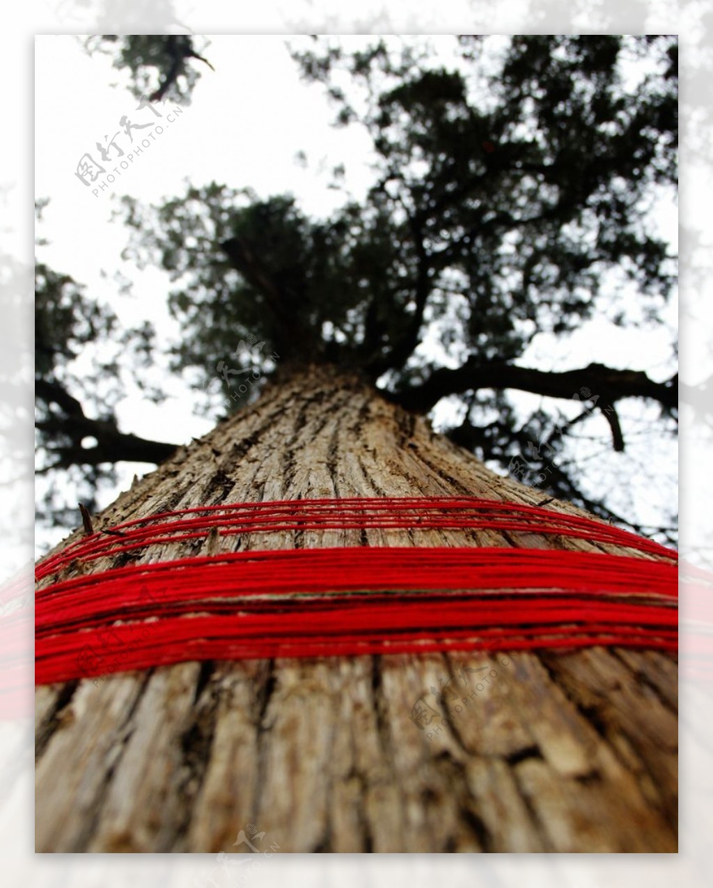 松柏树上的红绳