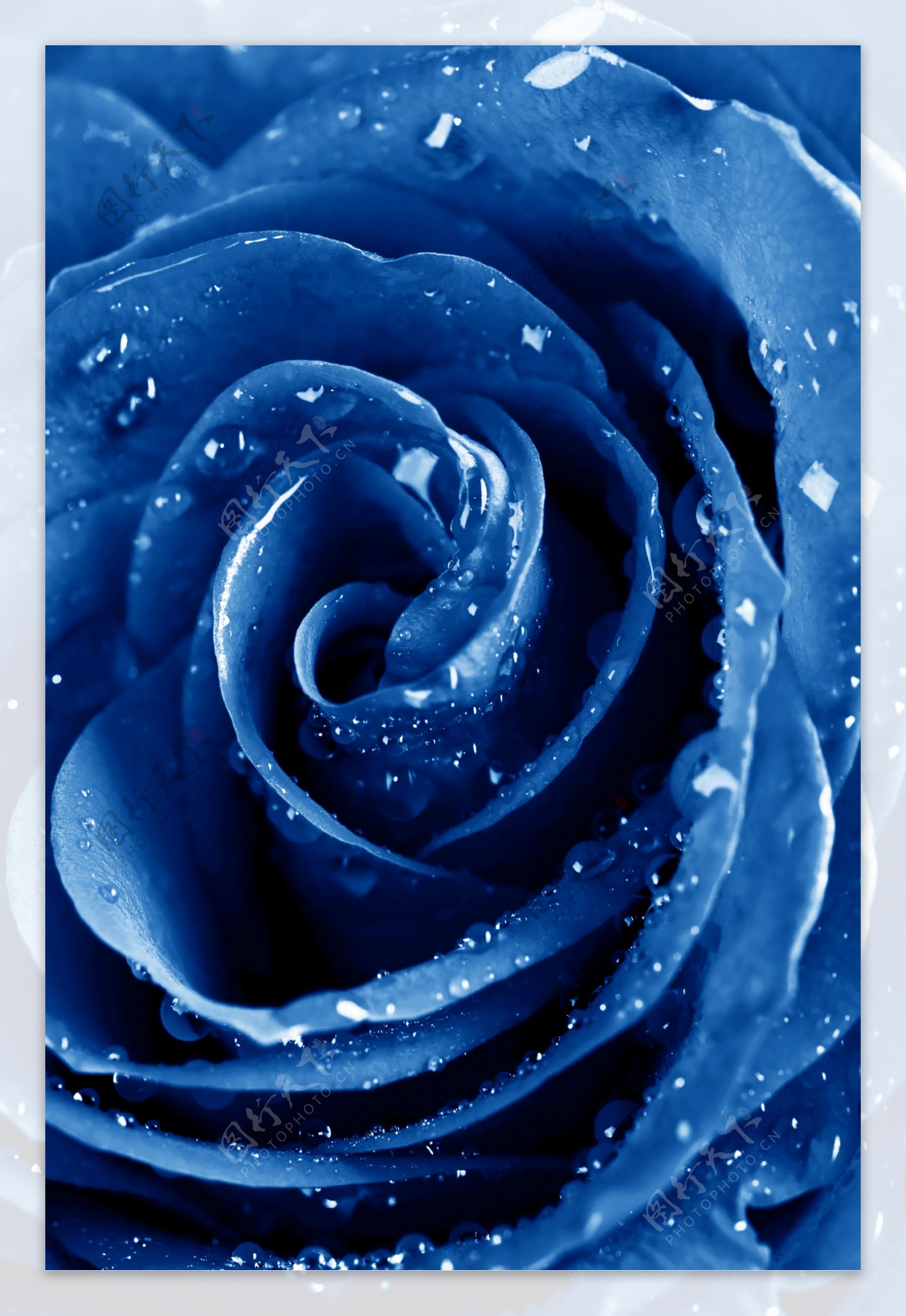 蓝玫瑰图片 - 25H.NET壁纸库