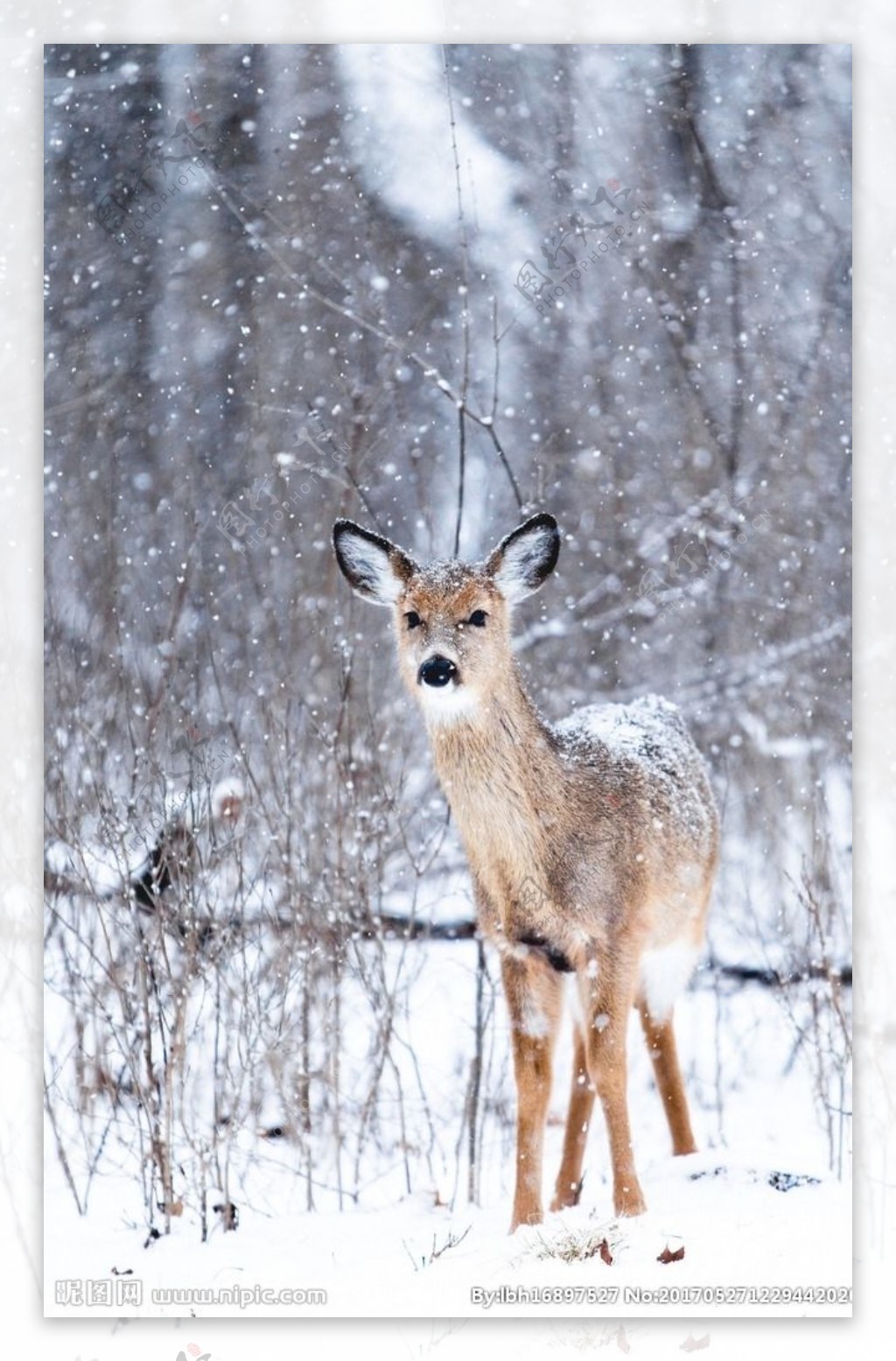 雪原鹿