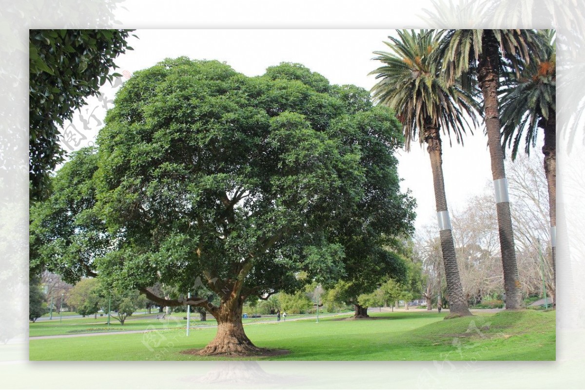 墨尔本皇家植物园树