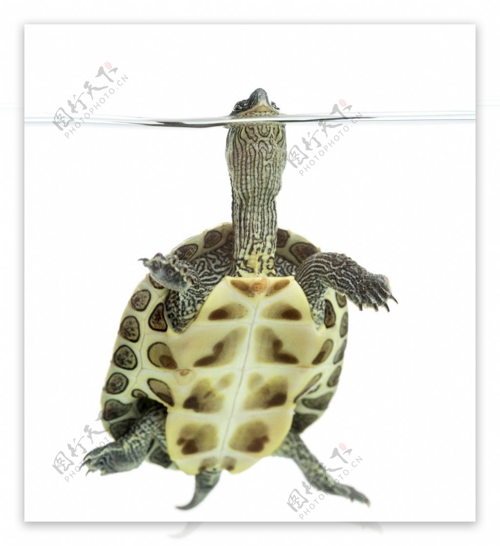 乌龟细节高清摄影