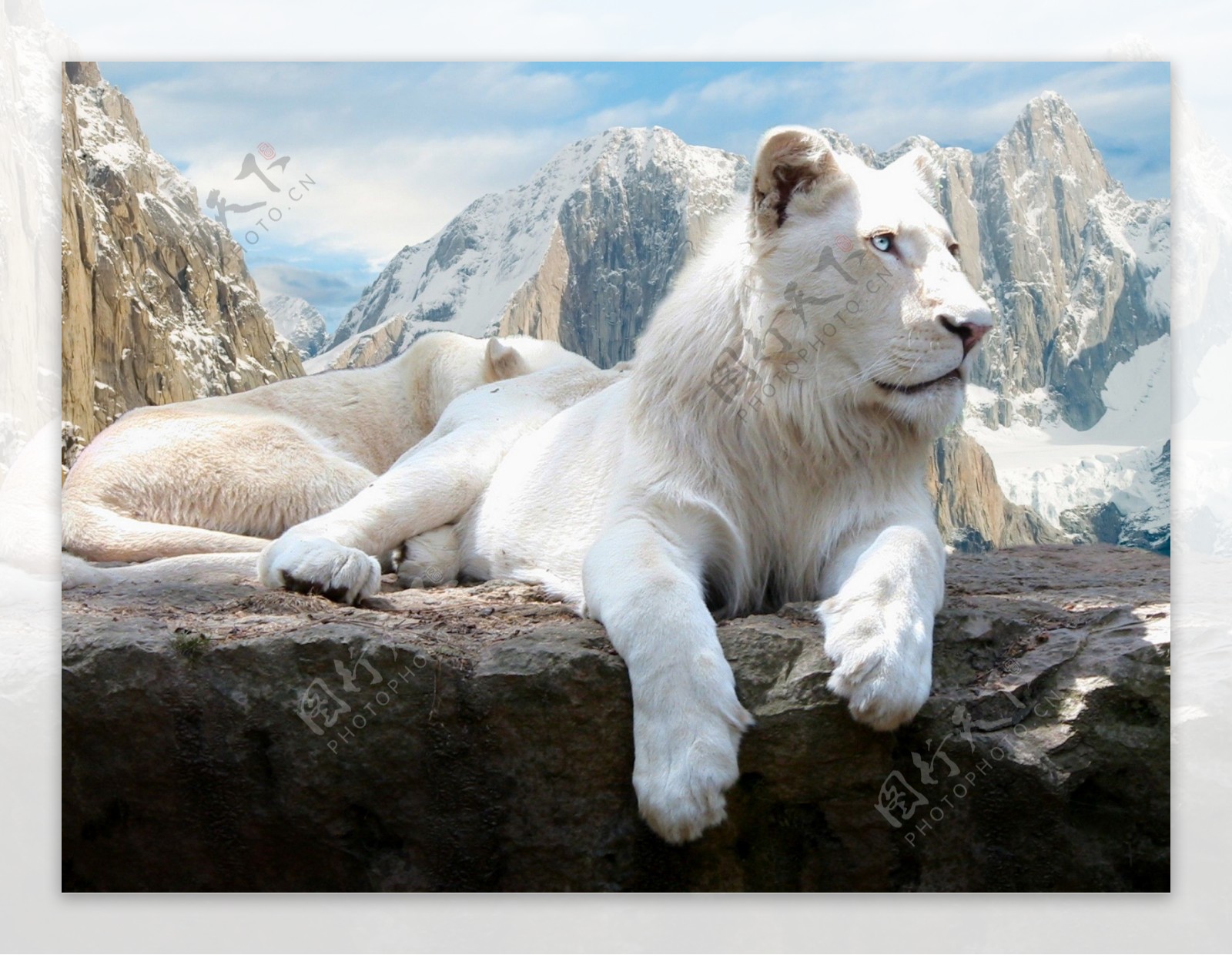 白狮