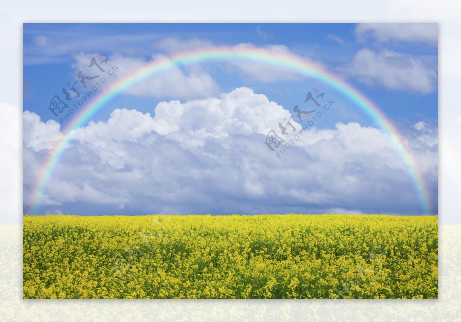 油菜田上面的美丽彩虹图片