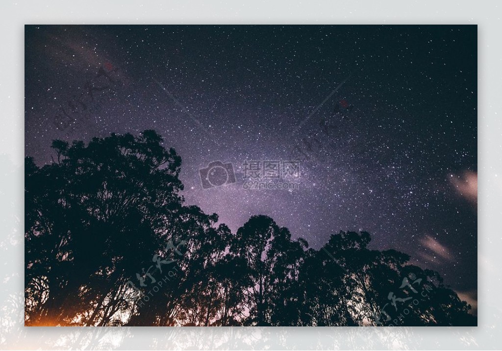 夜间树木和星光底视图