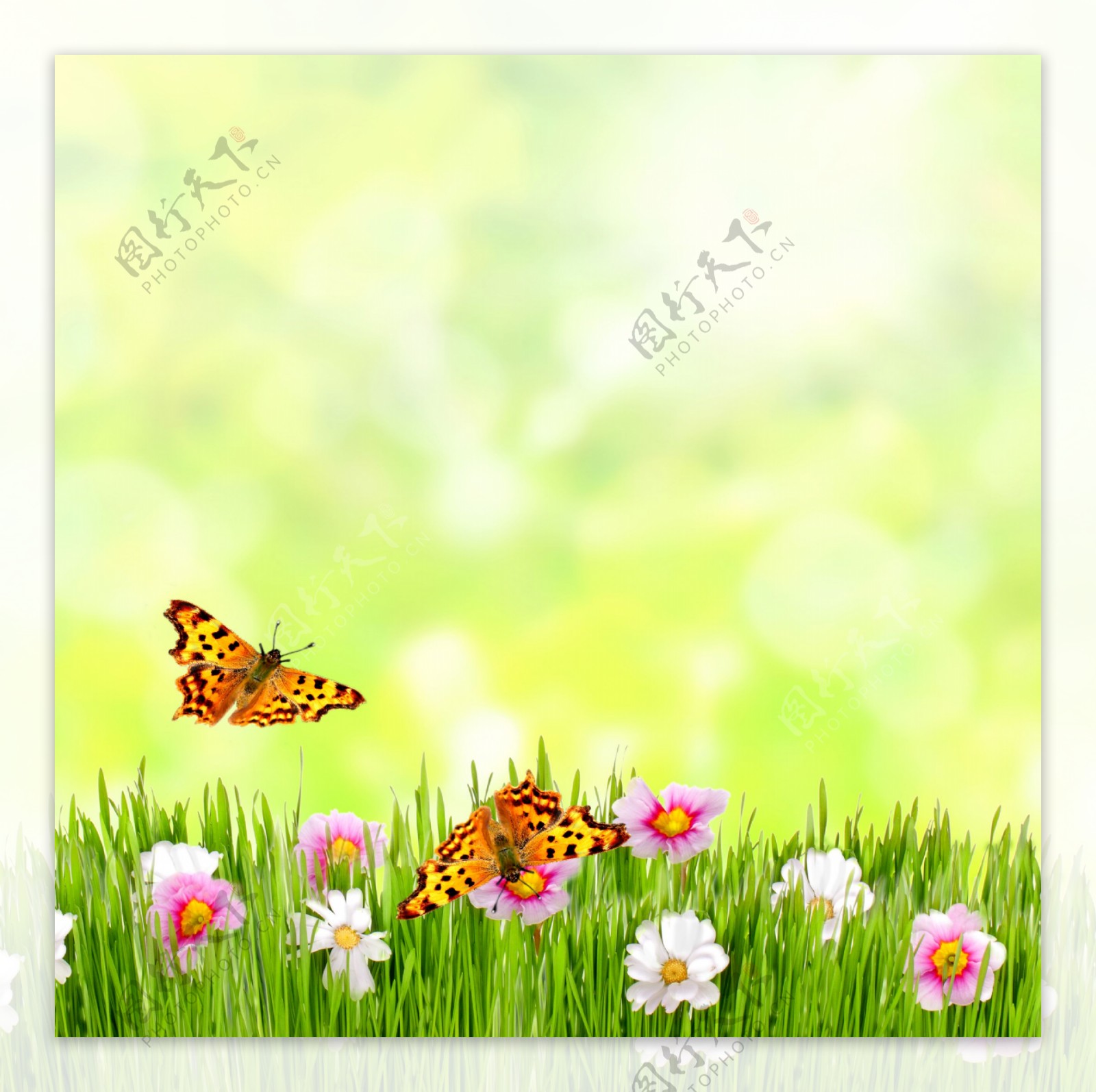 蝴蝶与鲜花草地背景图片