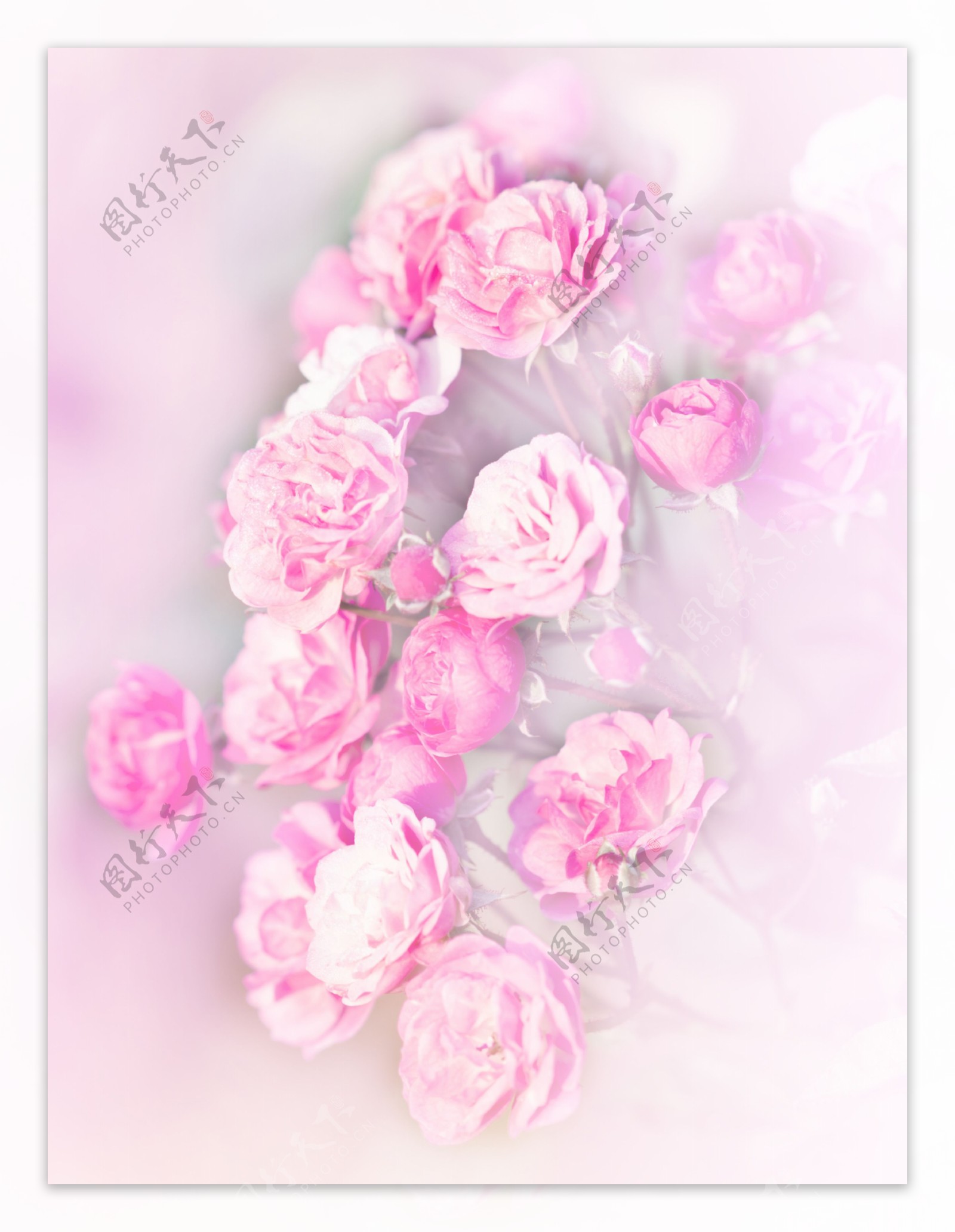 粉色玫瑰花高清图片