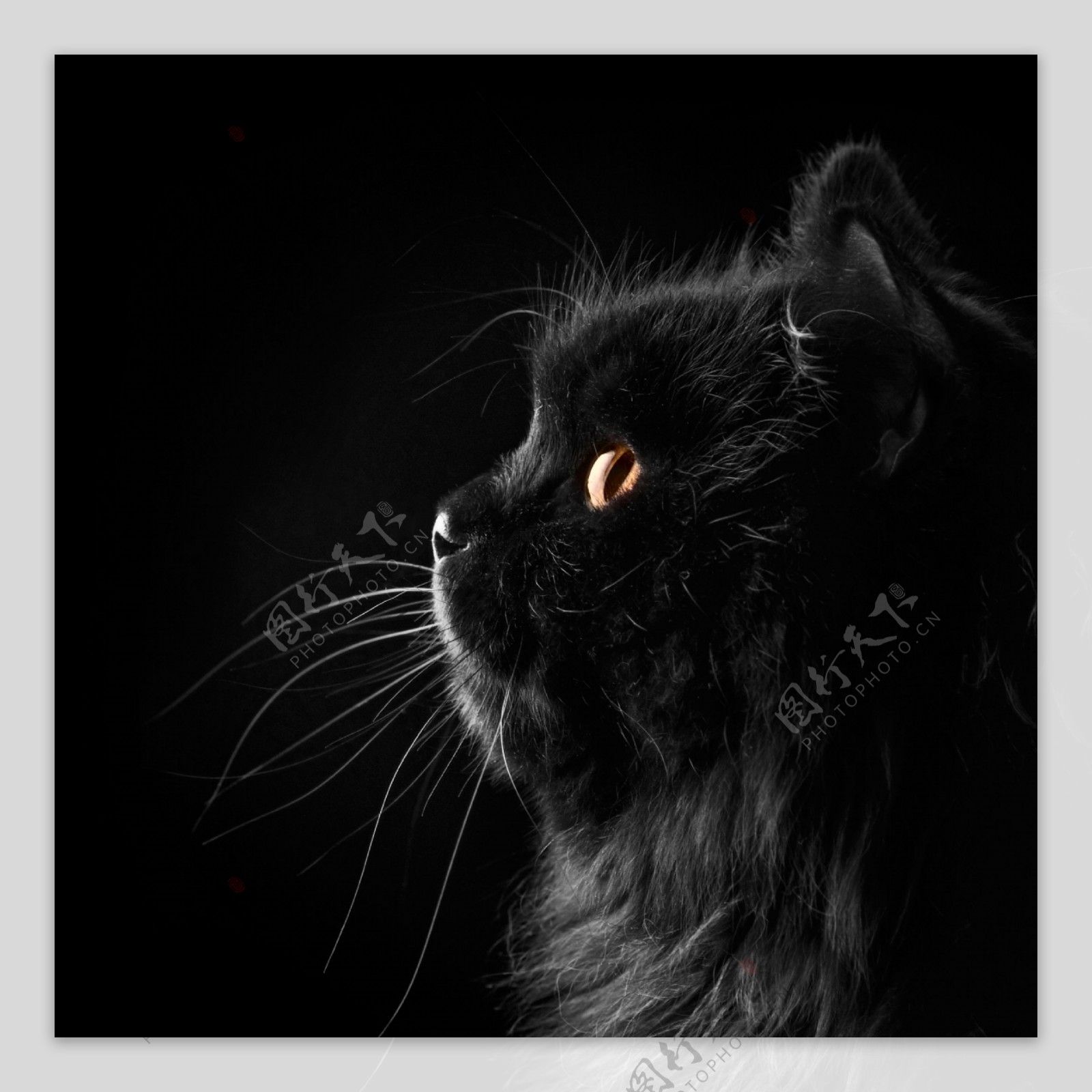黑色猫咪摄影图片