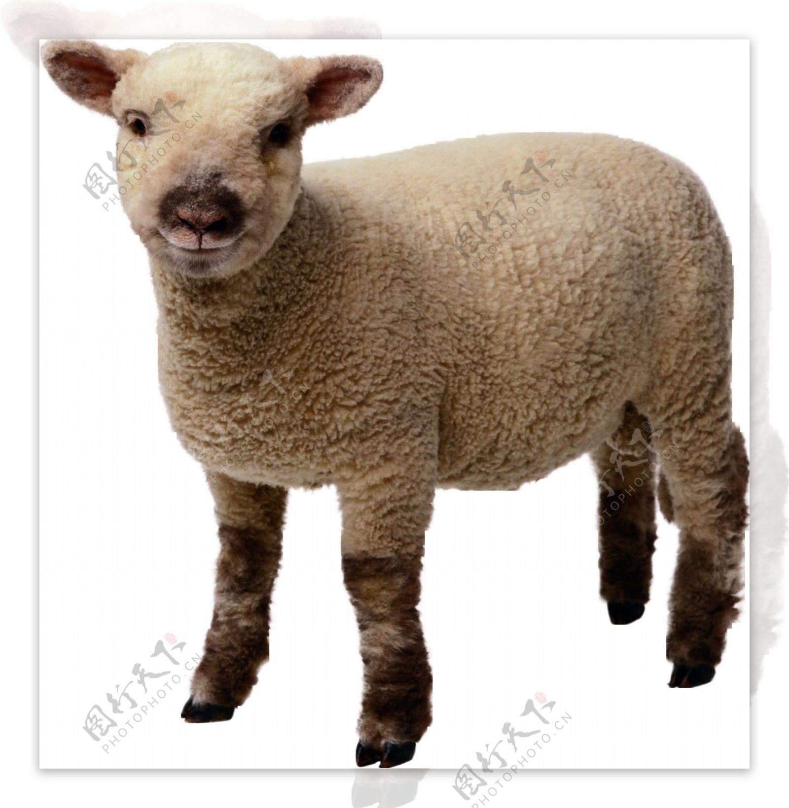 一只可爱的小绵羊免抠png透明图层素材