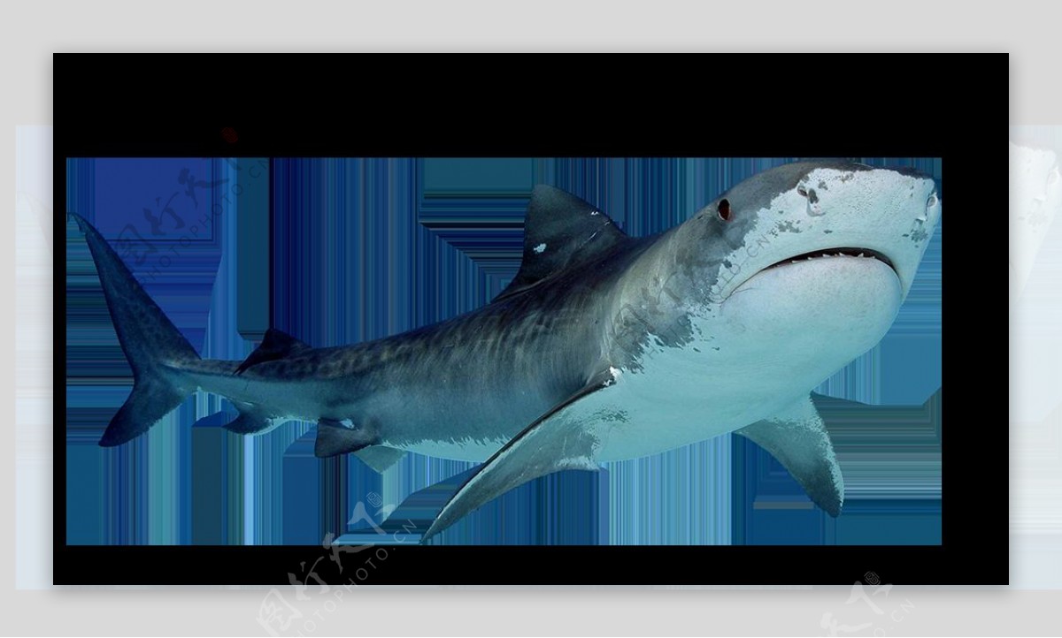 深蓝色大鲨鱼免抠png透明图层素材