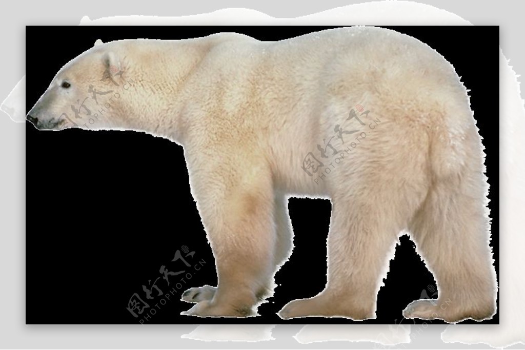 巨大北极熊免抠png透明图层素材