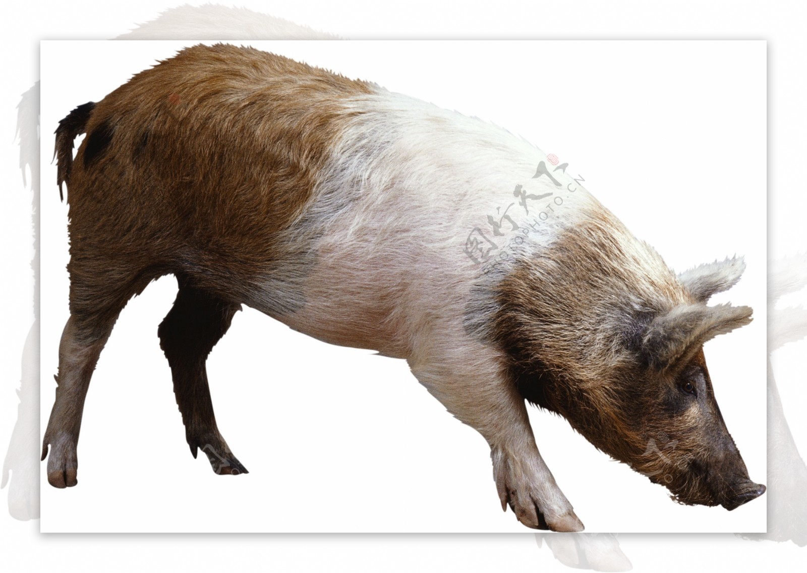寻找食物的猪免抠png透明图层素材