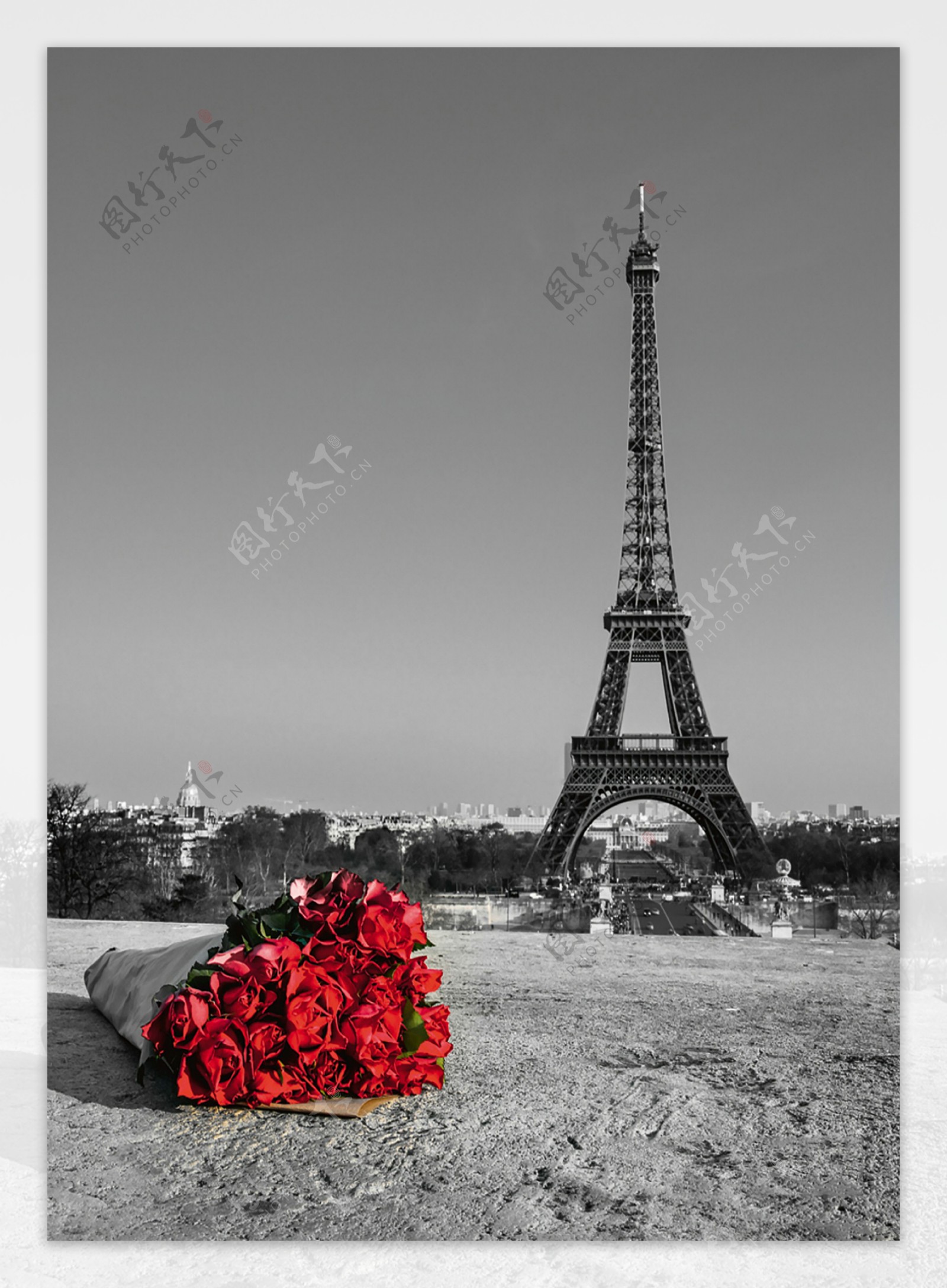黑白彩色照片埃菲尔铁塔玫瑰花