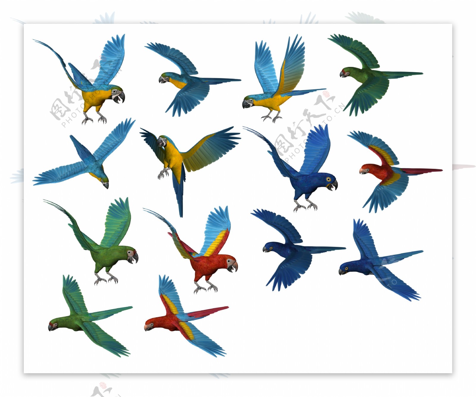 各种飞翔的鹦鹉免抠png透明图层素材