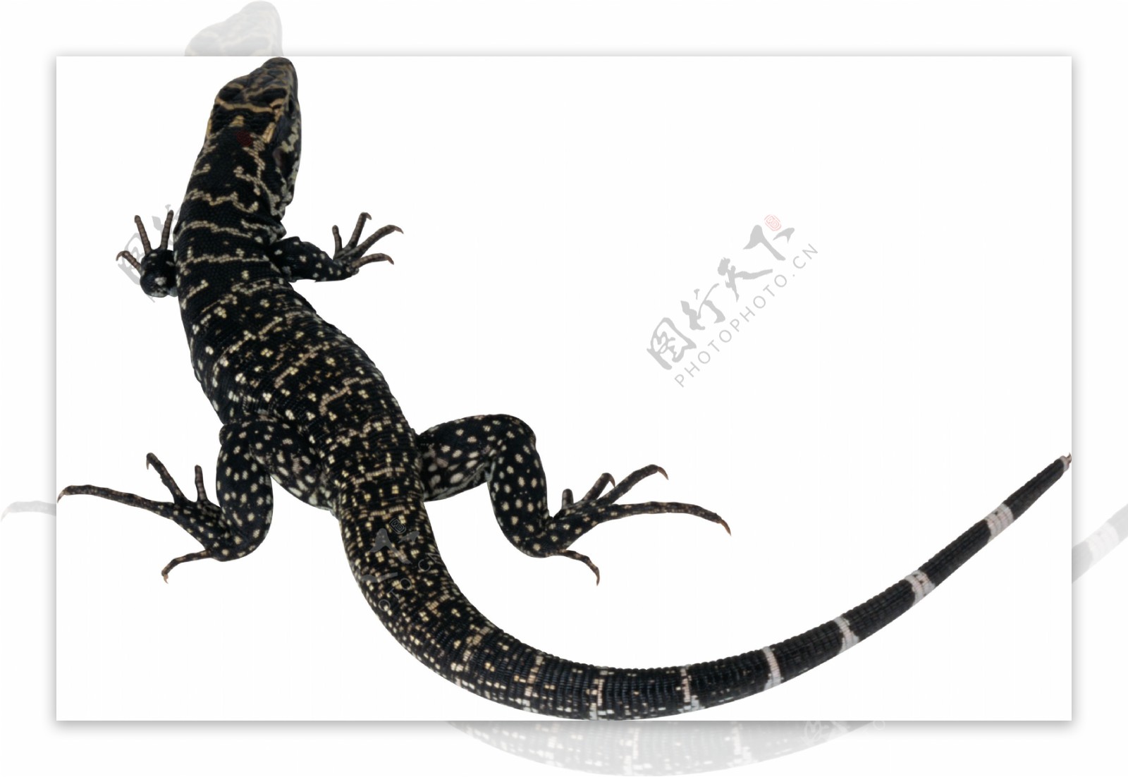长尾巴黑色蜥蜴免抠png透明图层素材