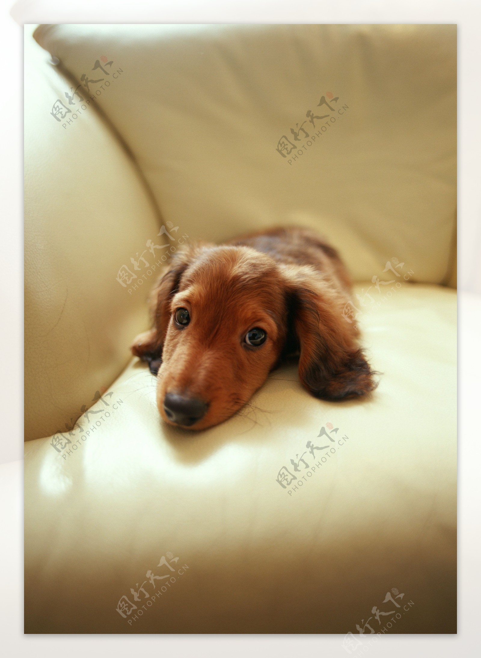 趴在沙发上的可爱狗狗图片