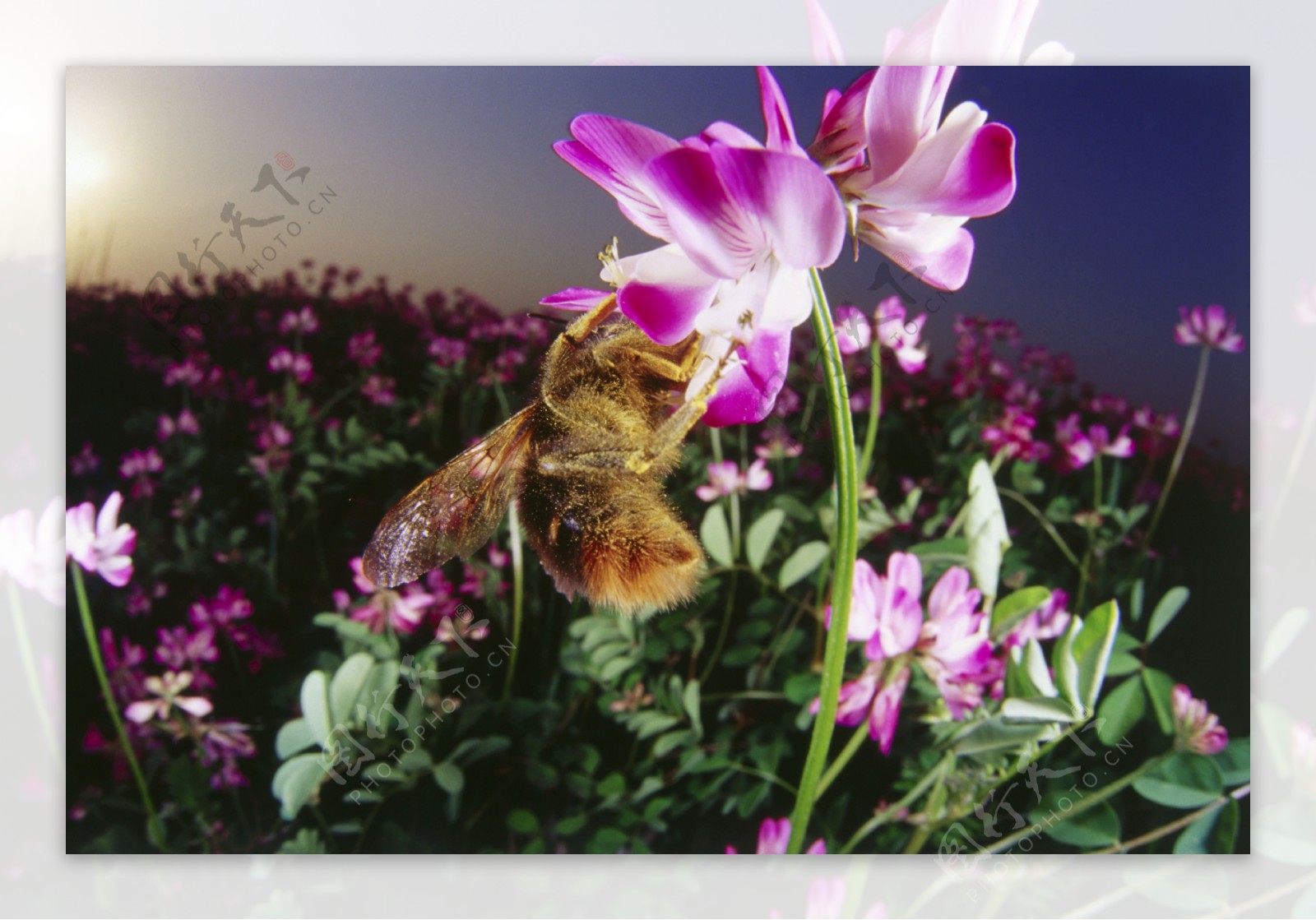 花海里采蜜的小蜜蜂图片