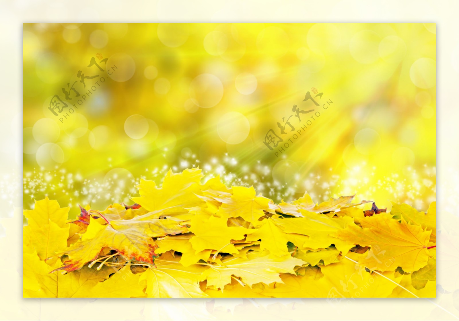 黄色树叶和梦幻背景图片