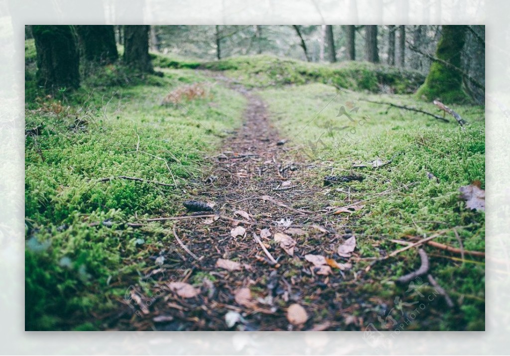 森林树木道路苔藓步道路径
