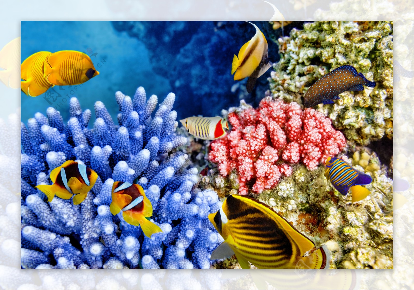 彩色珊瑚与海鱼图片