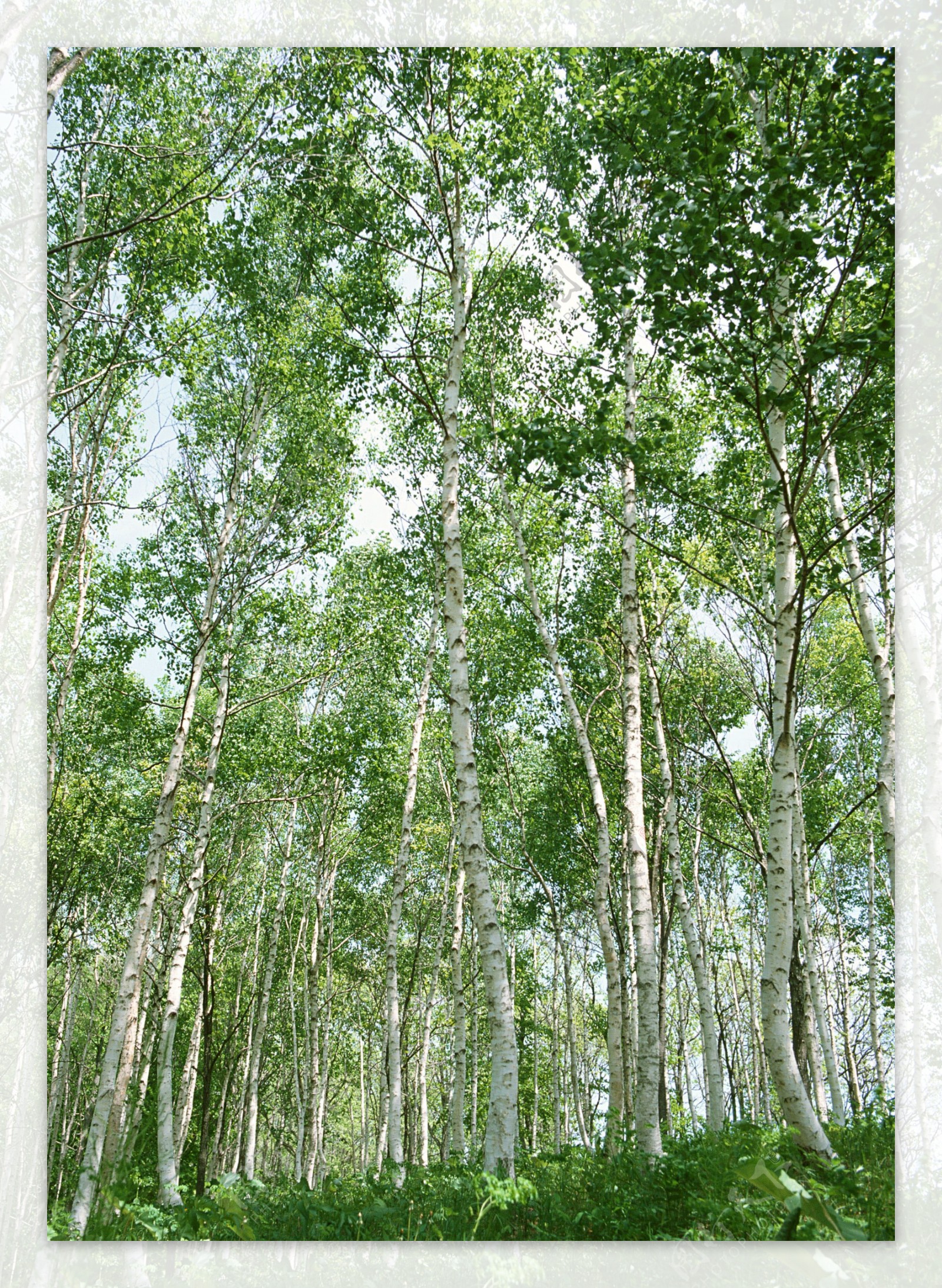 美丽树林风景摄影图片