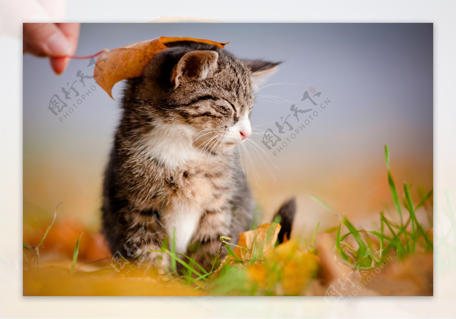 小猫与树叶图片