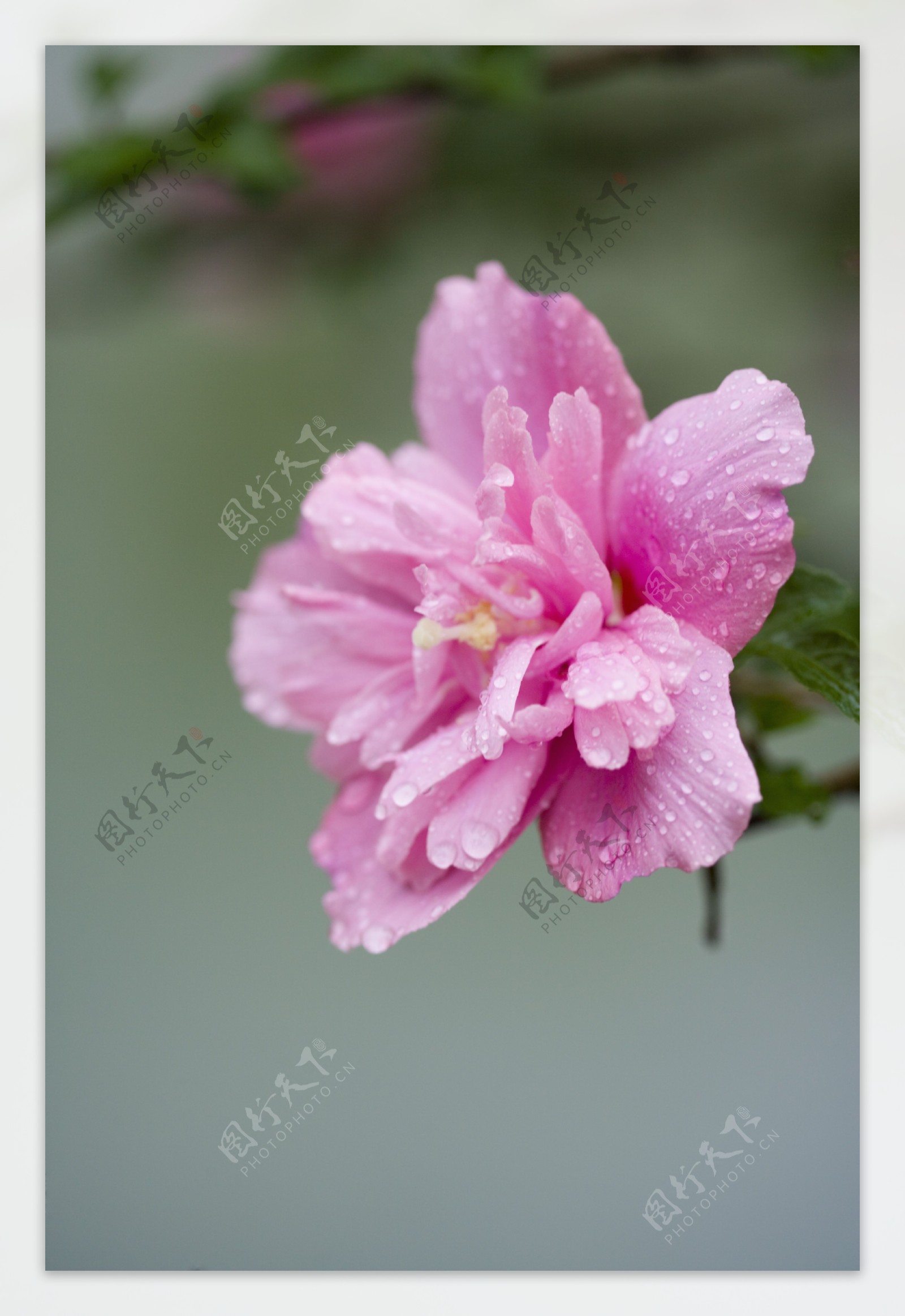雨水洗礼的木槿花图片