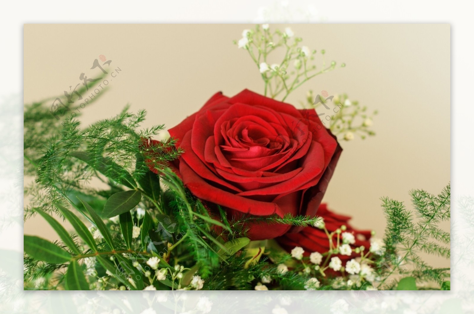 红色玫瑰花与绿叶图片