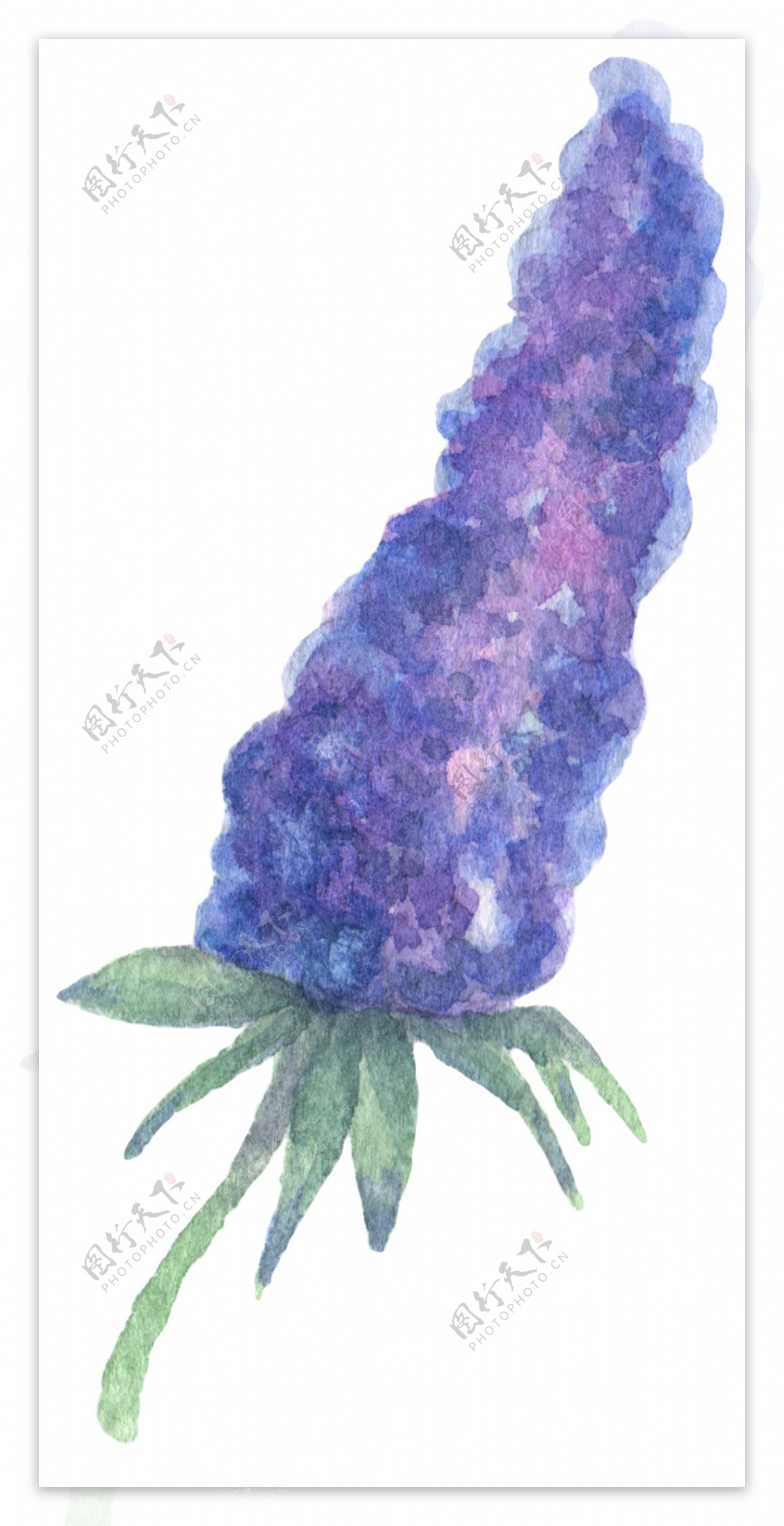 一束超大紫色花卉图片素材
