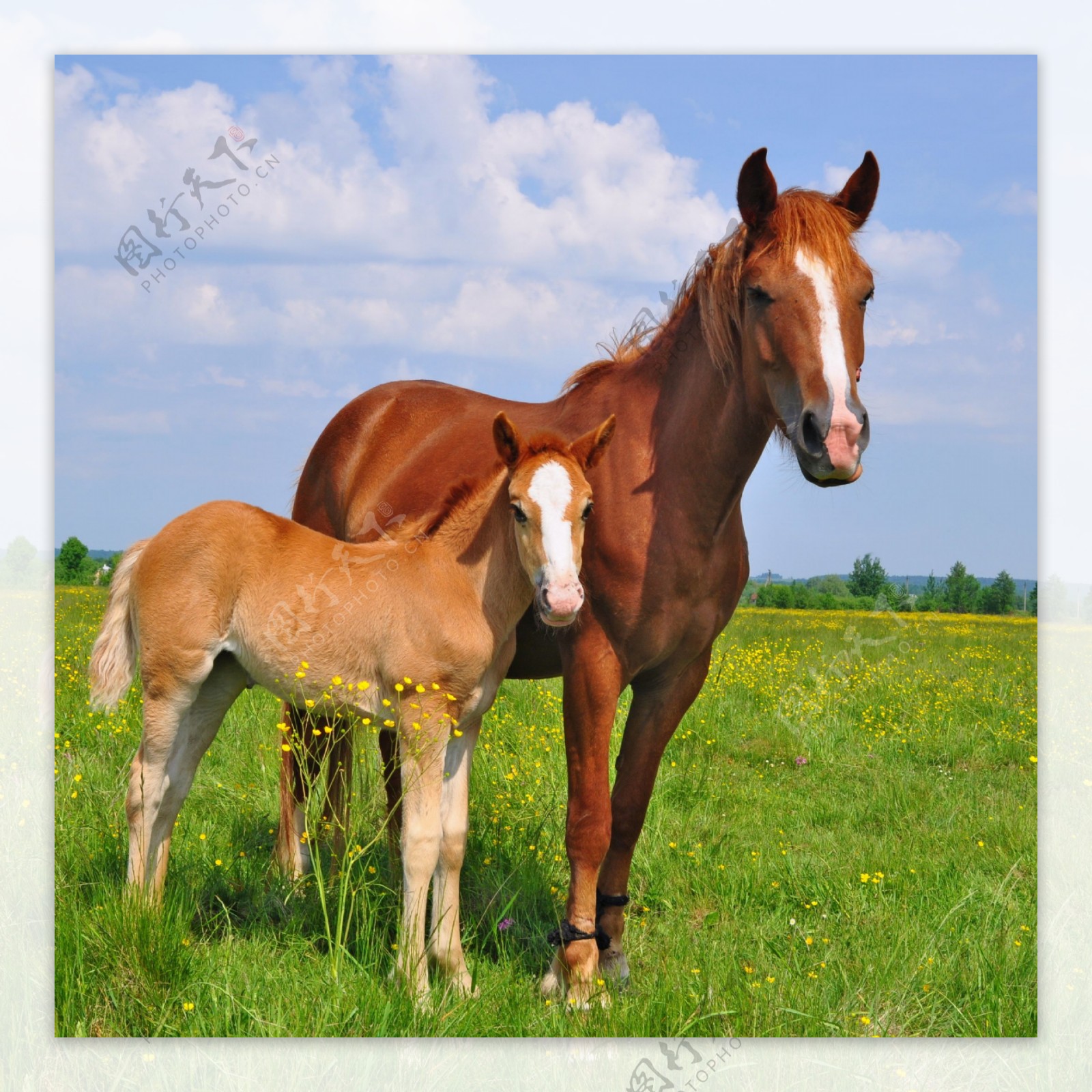 草地上的马和马驹图片