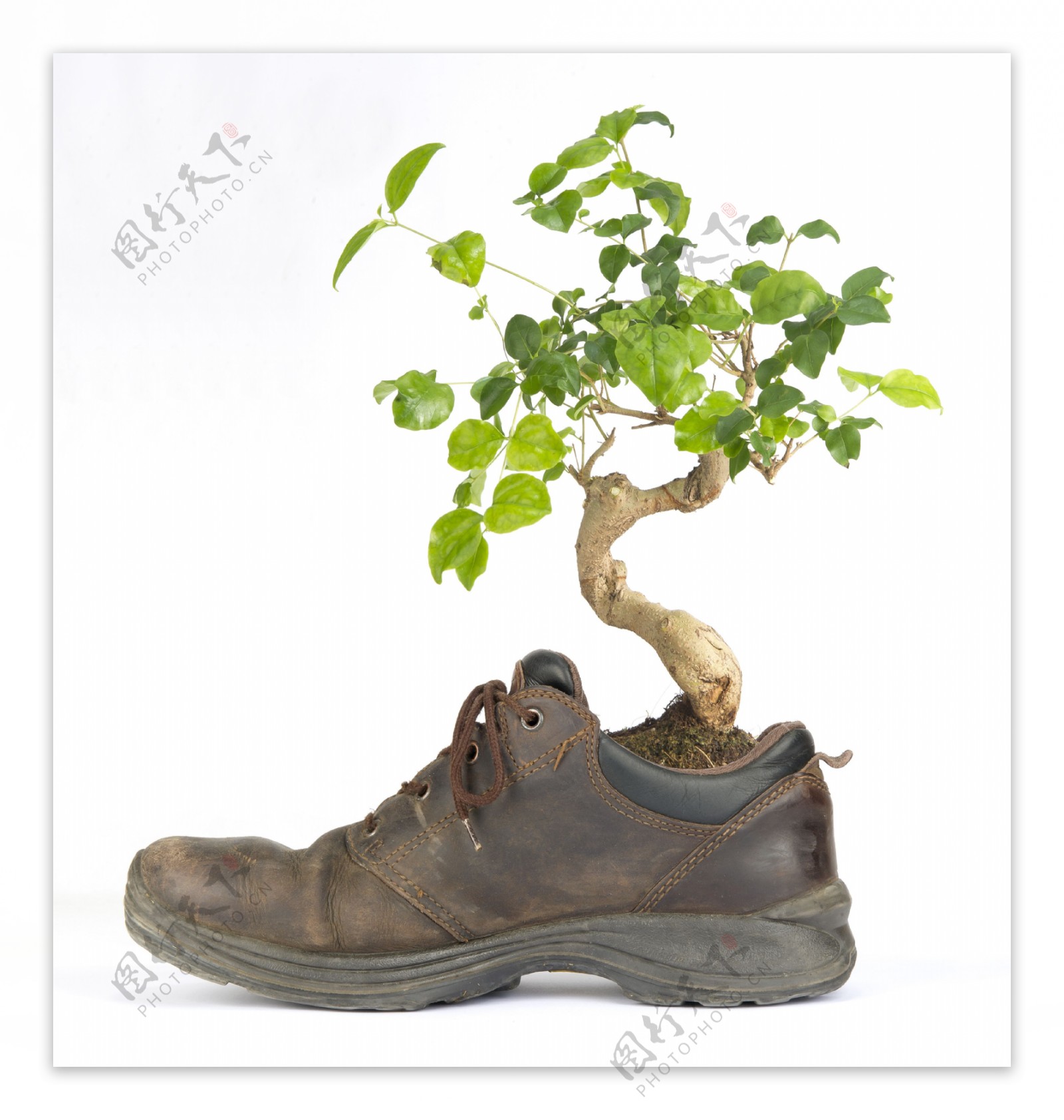 创意鞋子盆栽图片