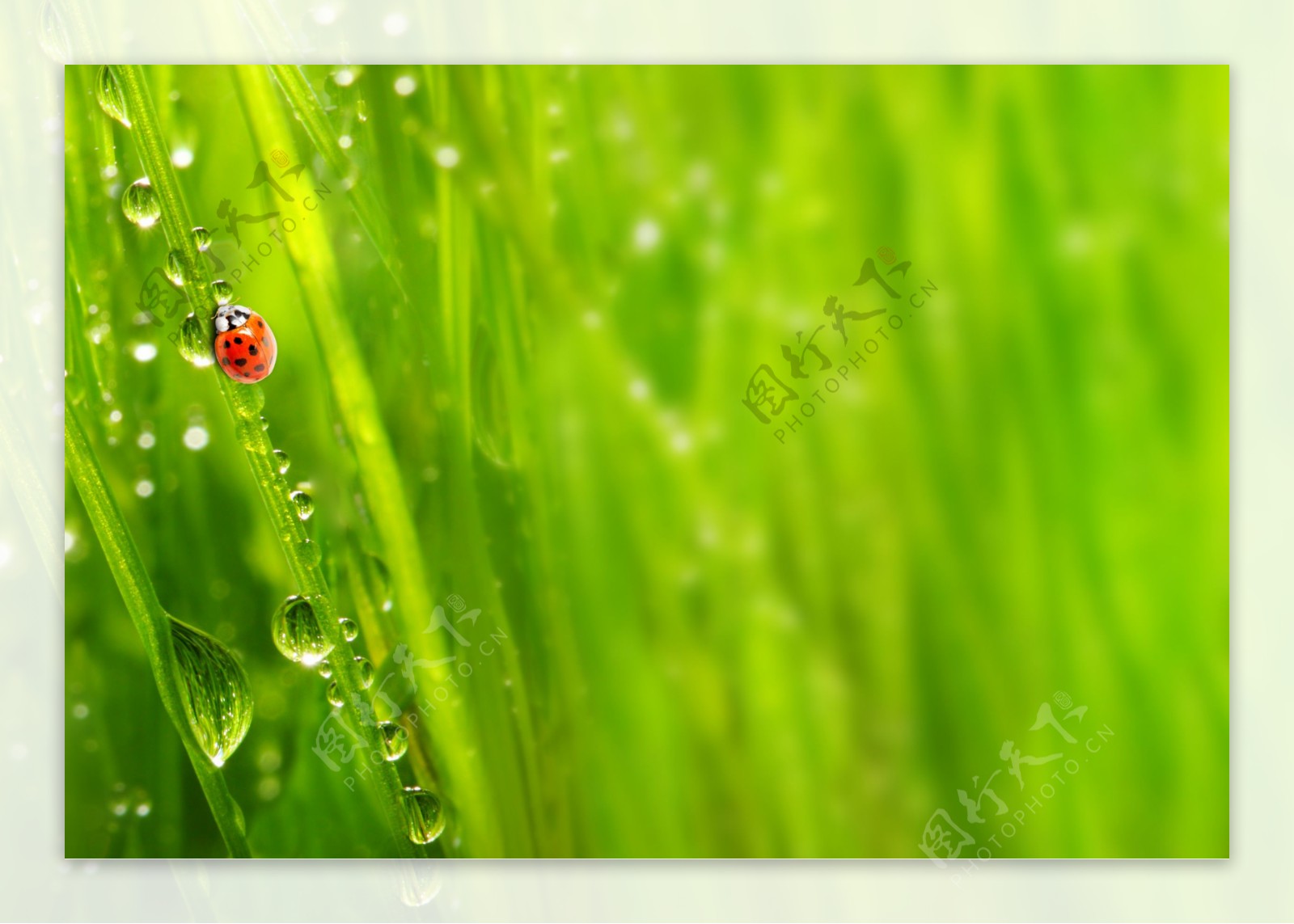 瓢虫绿叶露珠背景图片