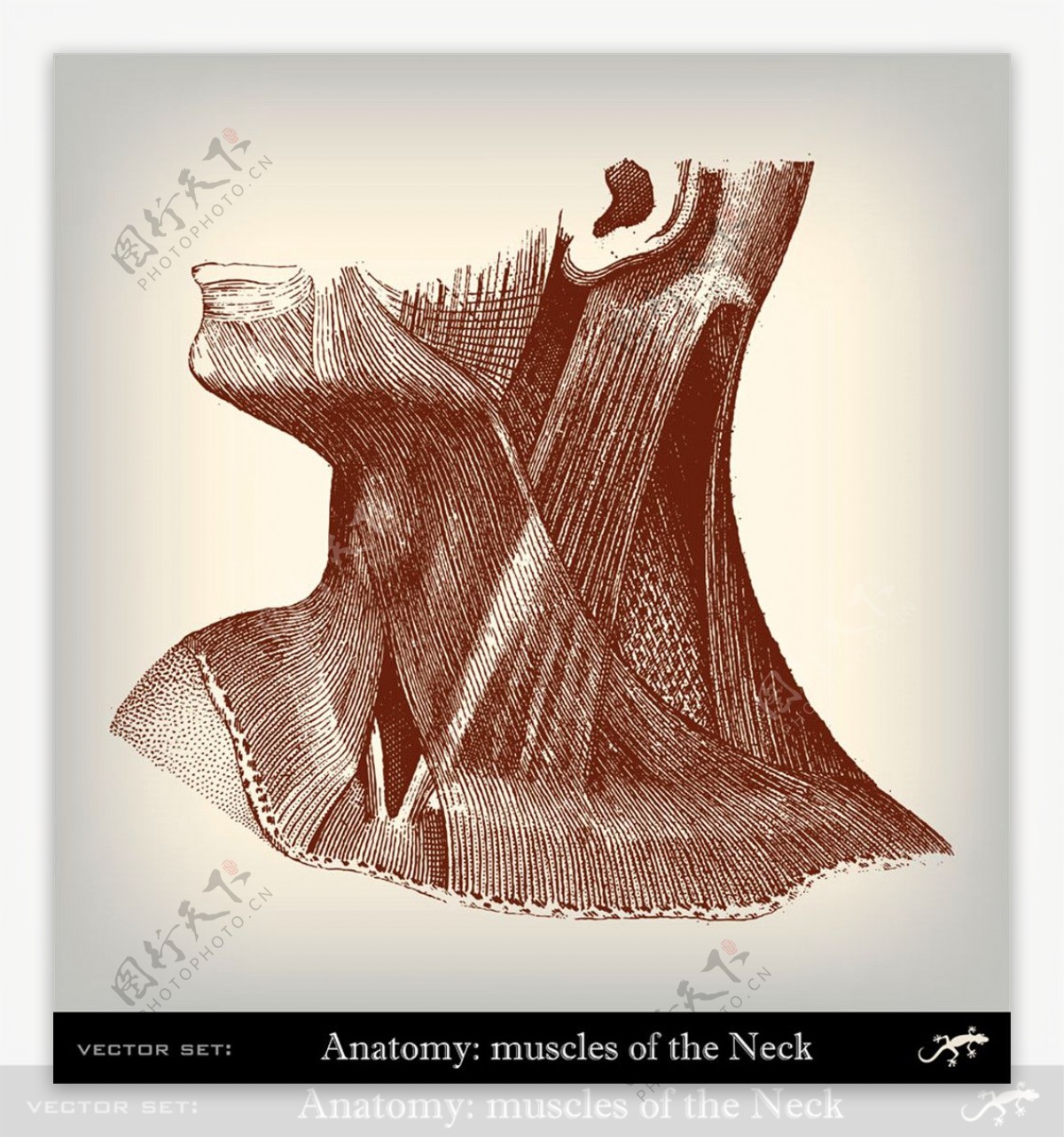男性颈部肌肉插画图片