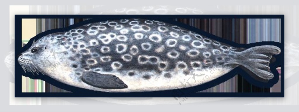 手绘鱼形海豹免抠png透明图层素材