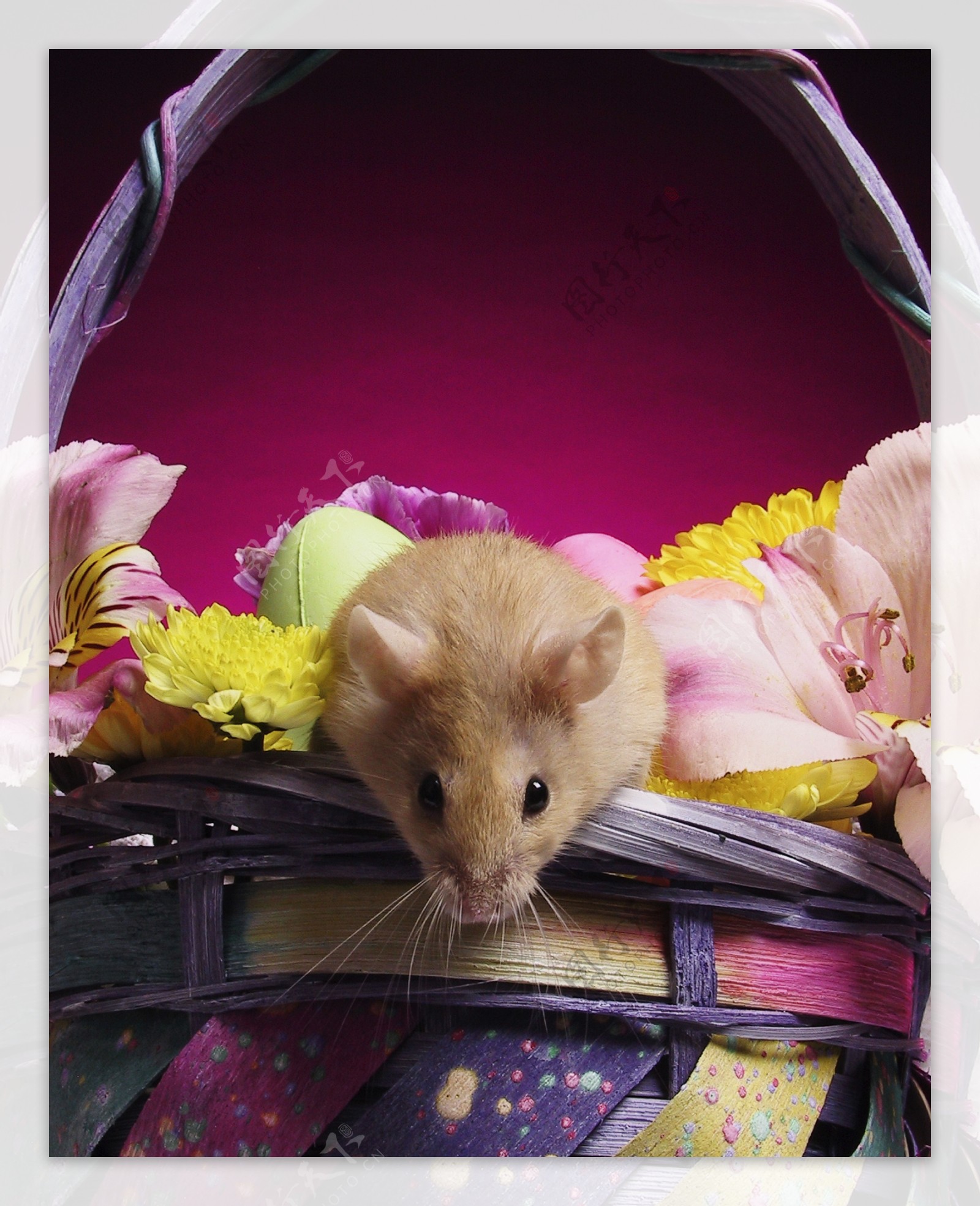 在花篮里的小老鼠图片