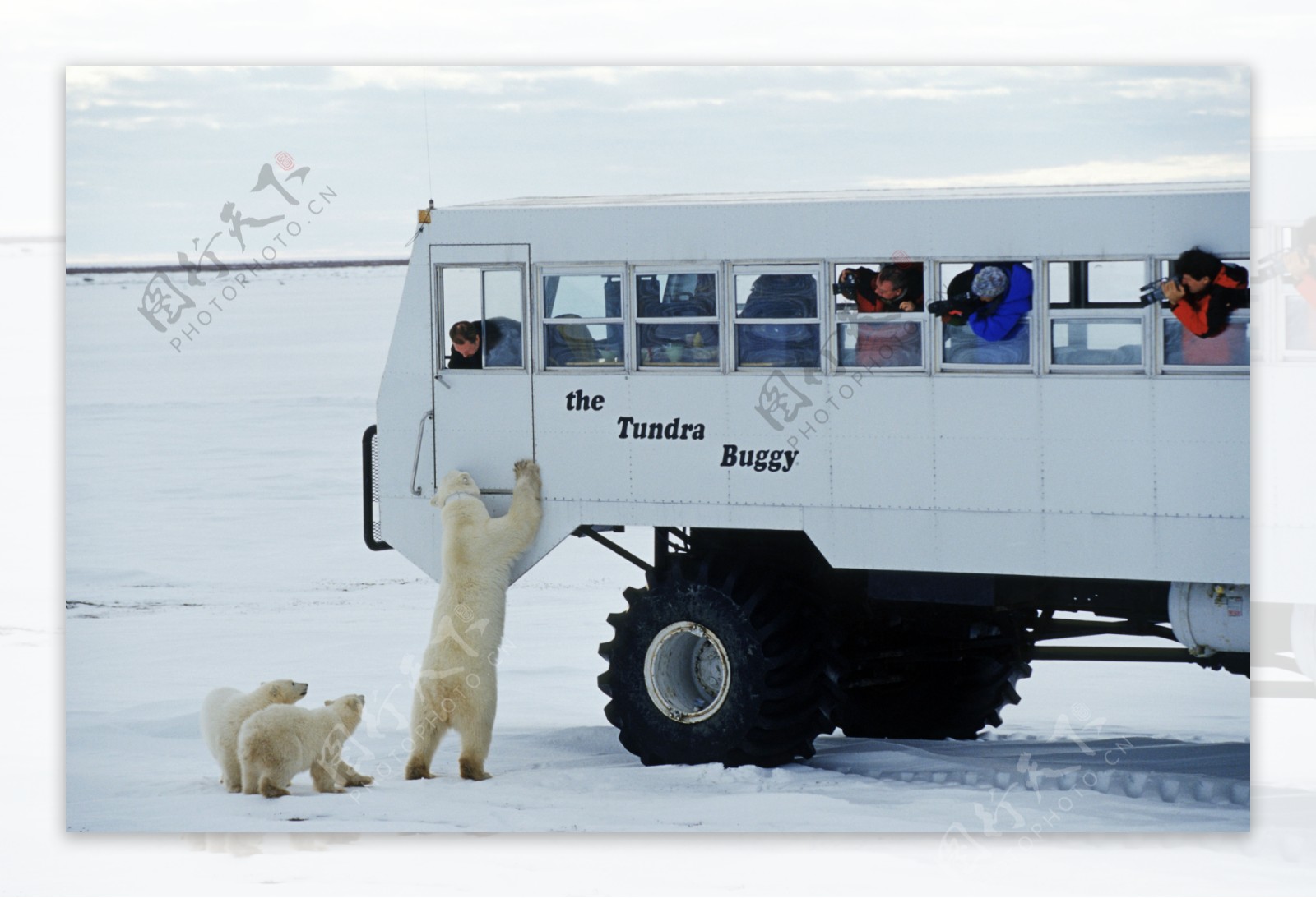 雪地上的北极熊与摄影游客图片