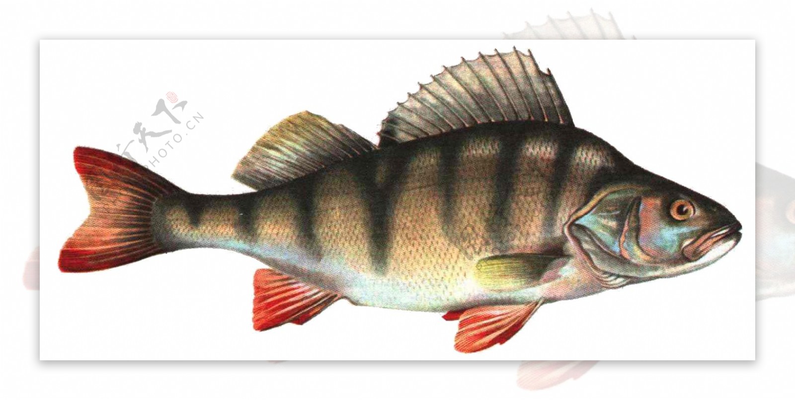 条形斑纹鱼类图片免抠png透明图层素材