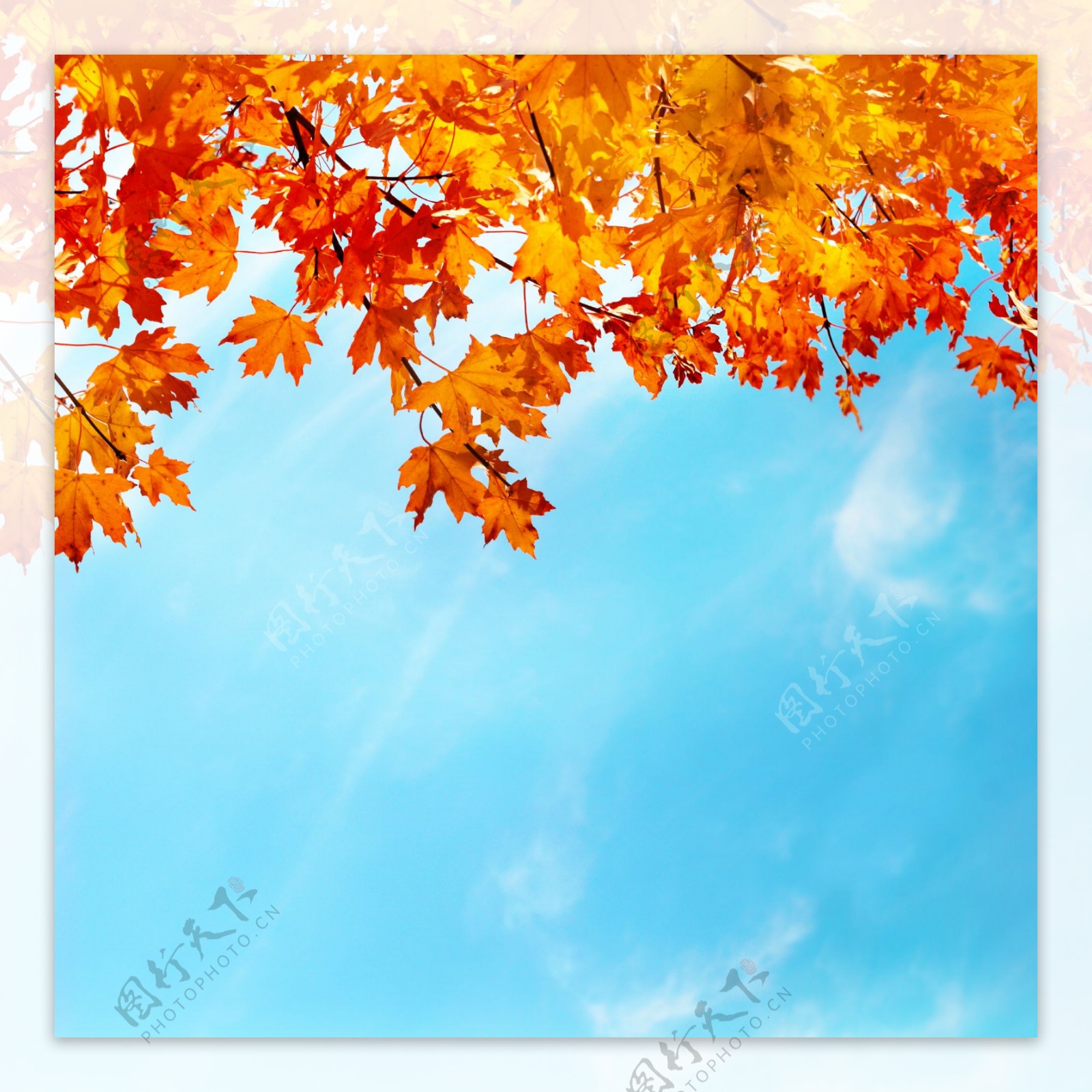 蓝天白云与秋天枫叶图片
