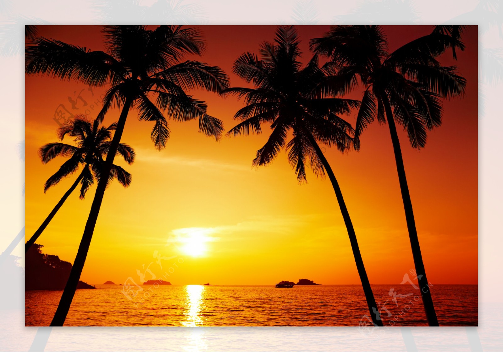 夕阳下美景的椰树图片